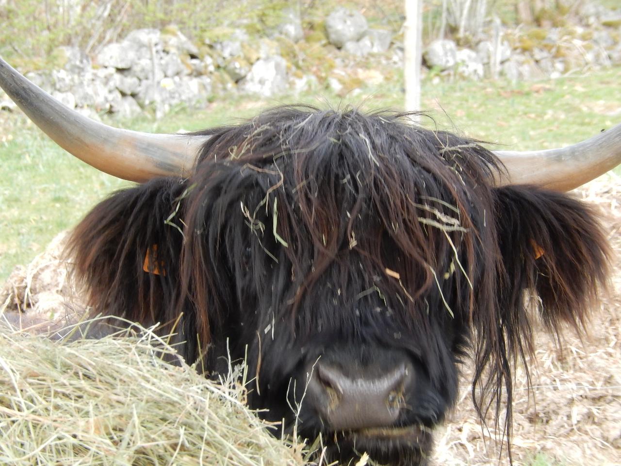 Hôte GreenGo: Gite Nature à deux pas de Gerardmer. Ânes de bât et vaches Highlands - Image 7