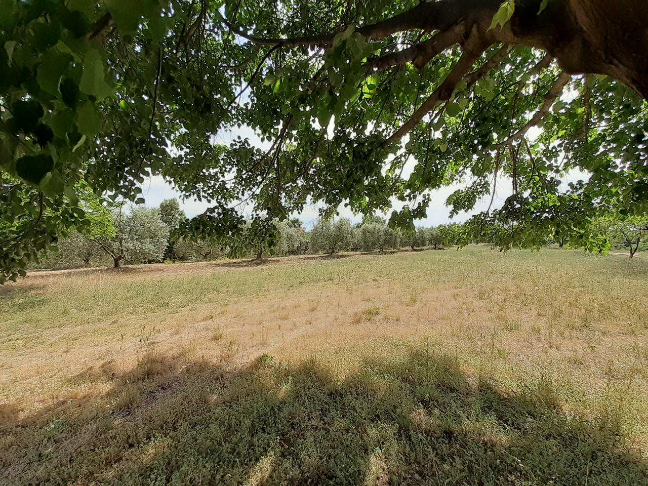 Hôte GreenGo: Cabanon éco-rustique au milieu des lavandes et des oliviers - Image 2