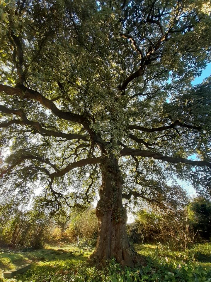 GreenGo Gîte Normandie Musique