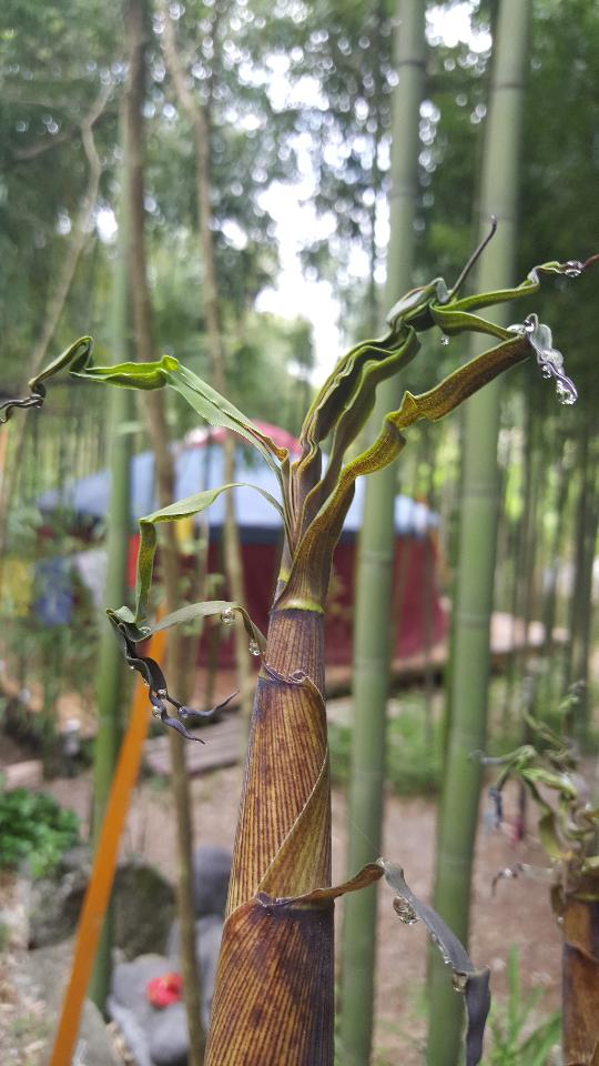 Hôte GreenGo: La Yourte aux Bambous en Cévennes - Image 19
