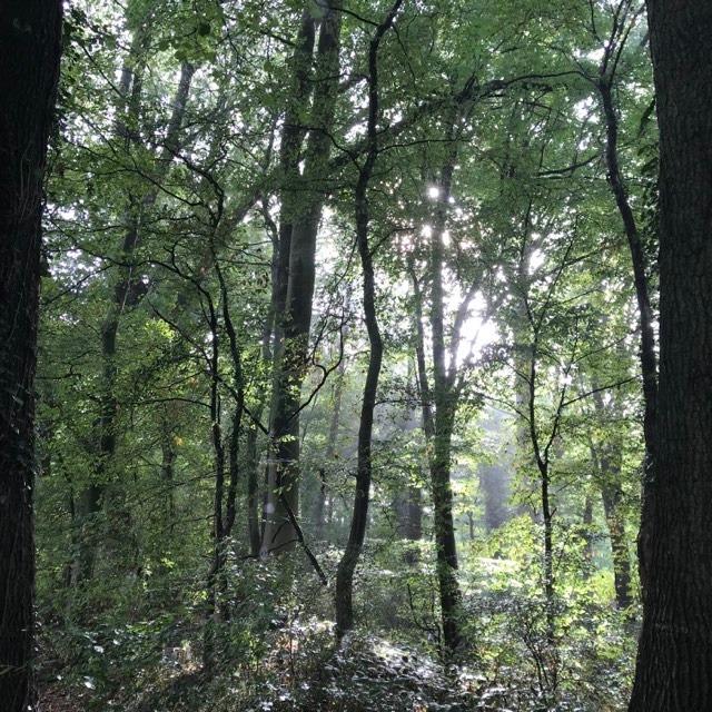 Logement GreenGo: "Bain de forêt" - Image 10