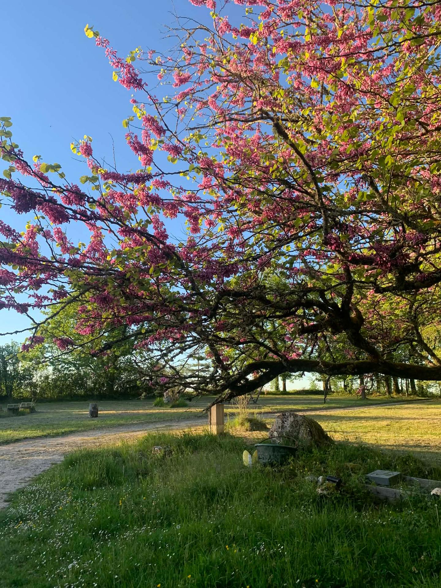 GreenGo La Forêt Indigo
