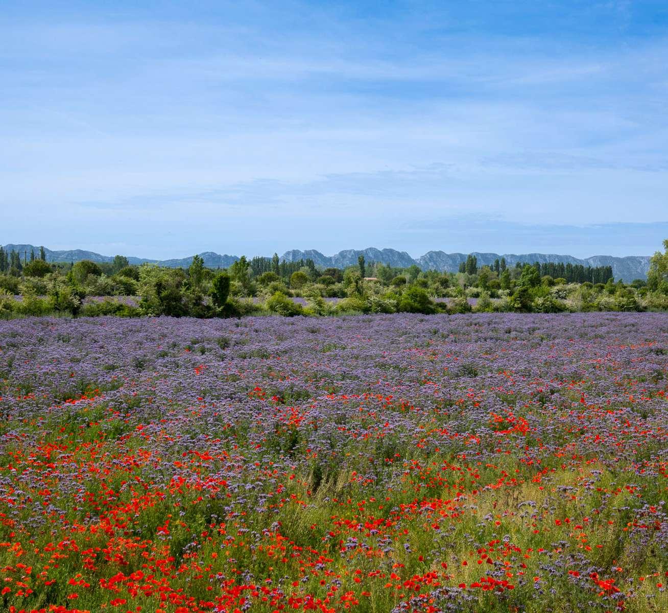 Bouches-du-Rhône Haut-de-gamme