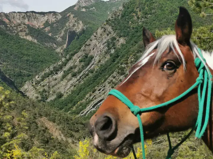 Hôte GreenGo: Gîte de roquepine, ferme équestre - Image 14