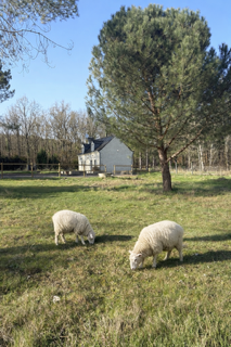 GreenGo La bergerie des vignes