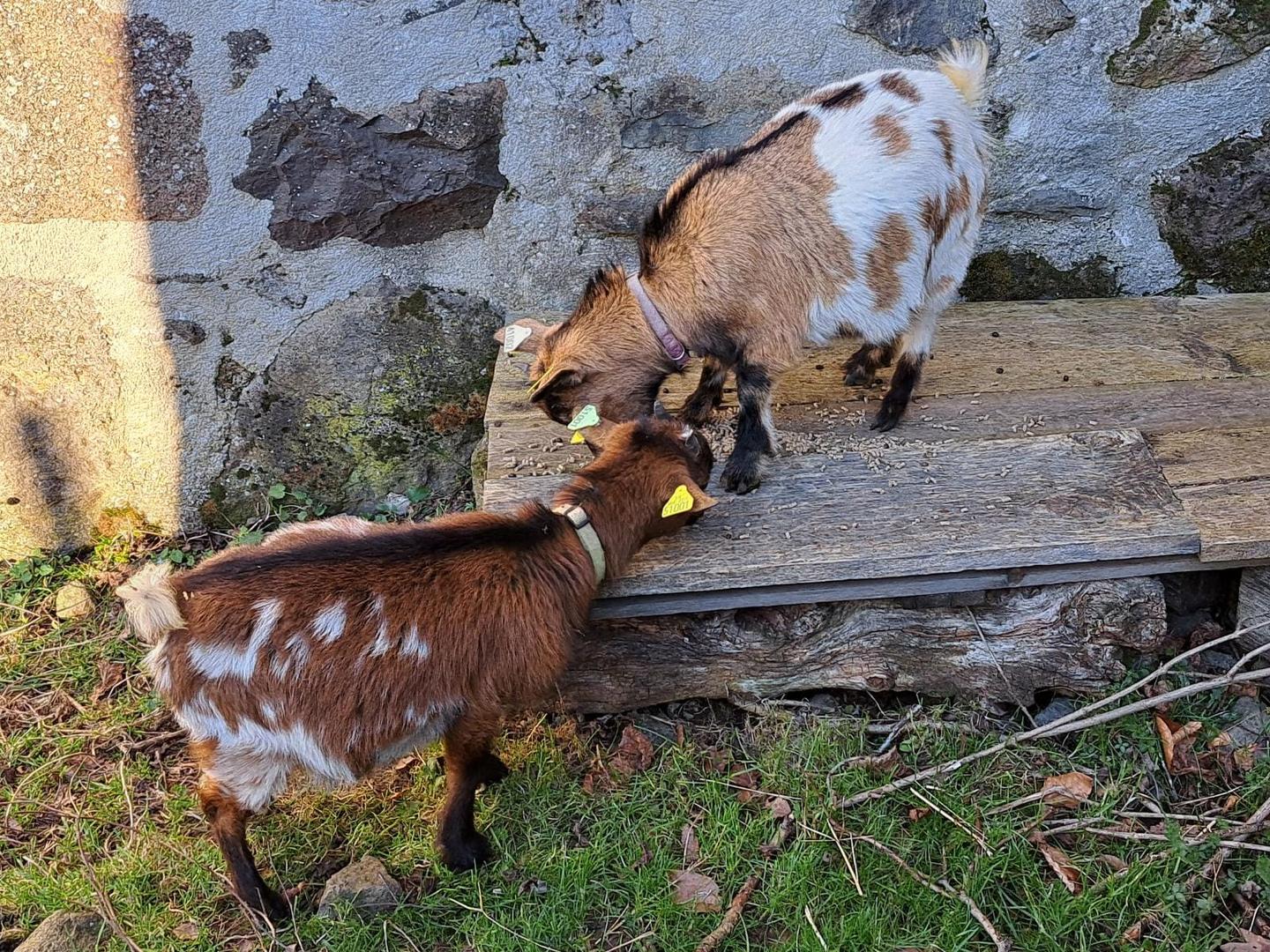GreenGo Gîte Auvergne-Rhône-Alpes Évasion
