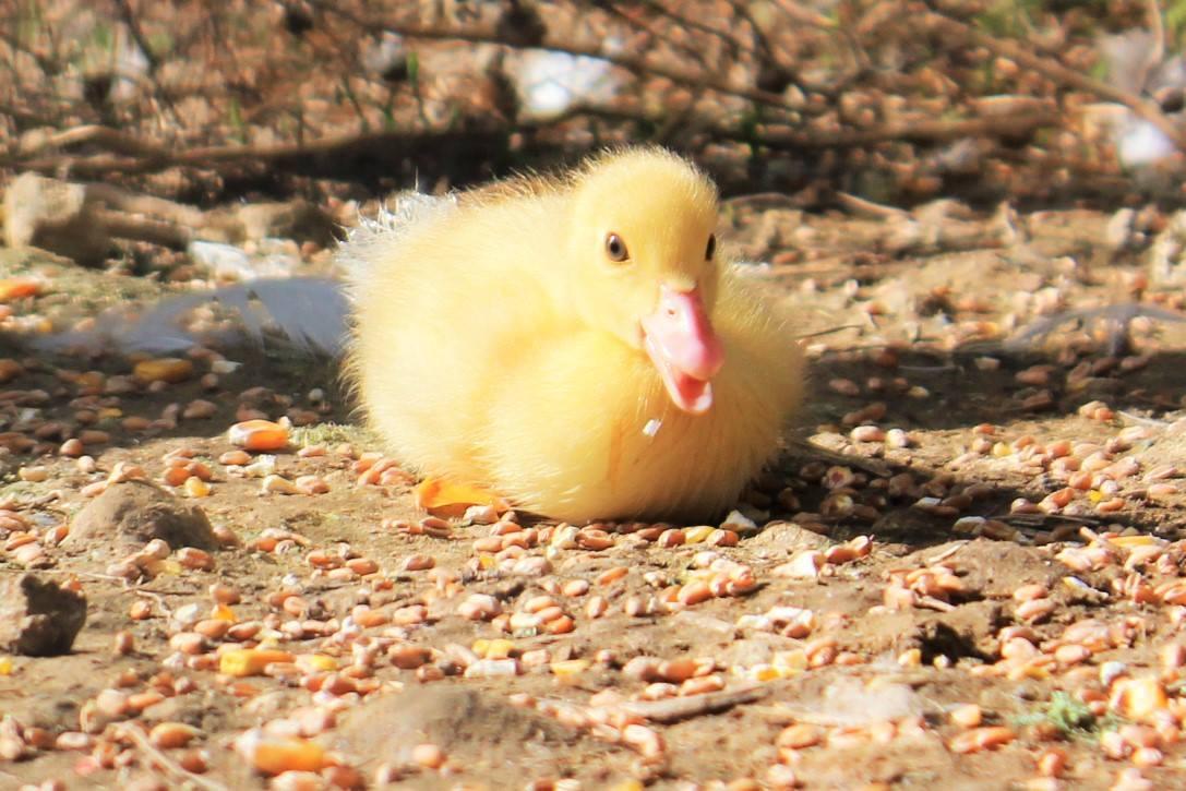 GreenGo location vacances écoresponsables