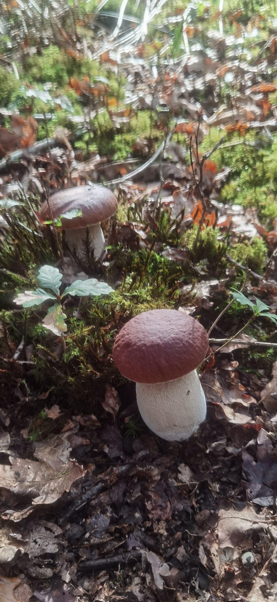 GreenGo Logement insolite Pays de la Loire Romantique