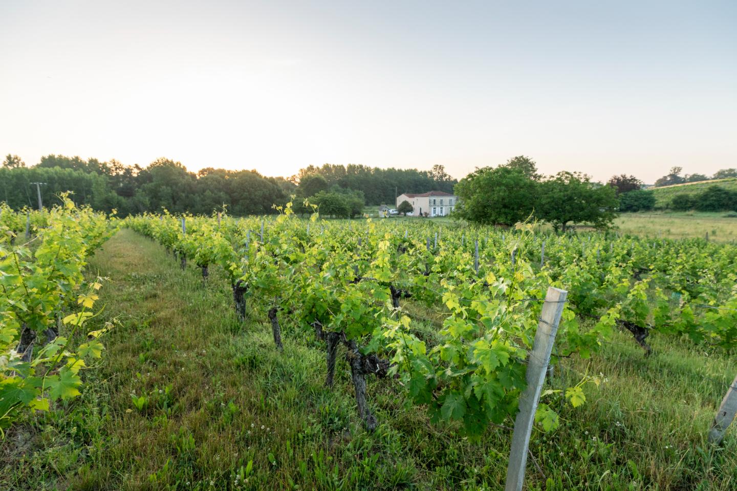 Logement GreenGo: Country home at winery Chateau Camponac - Image 17