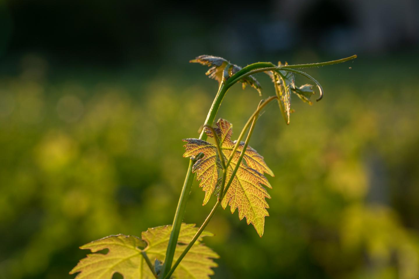 Logement GreenGo: Country home at winery Chateau Camponac - Image 18