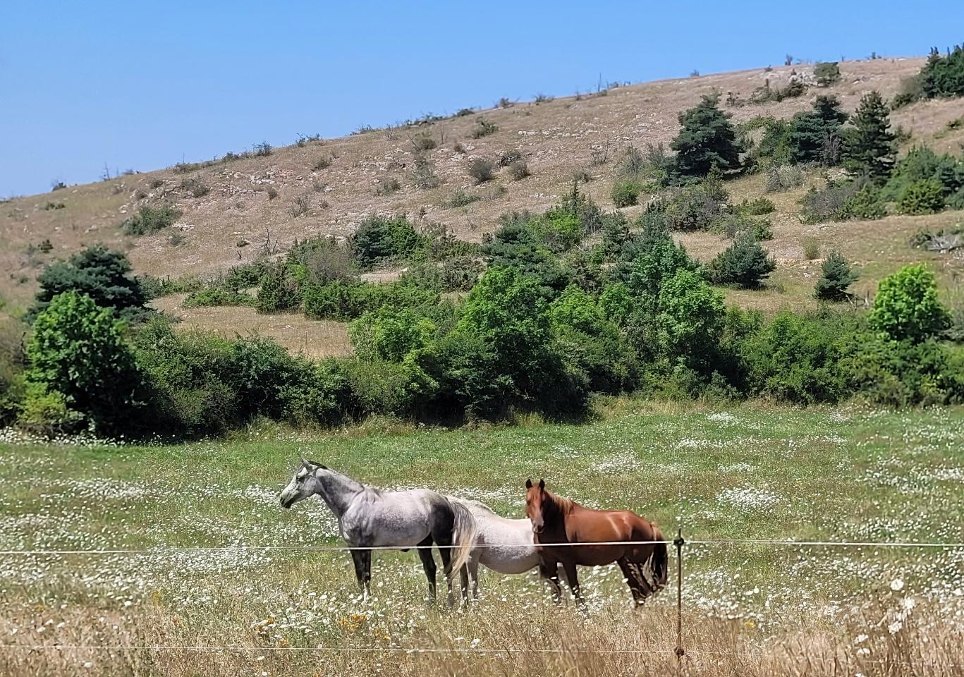  Lozère Sportif