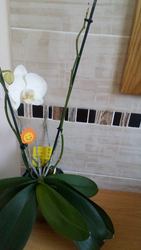 Carte cadeau GreenGo