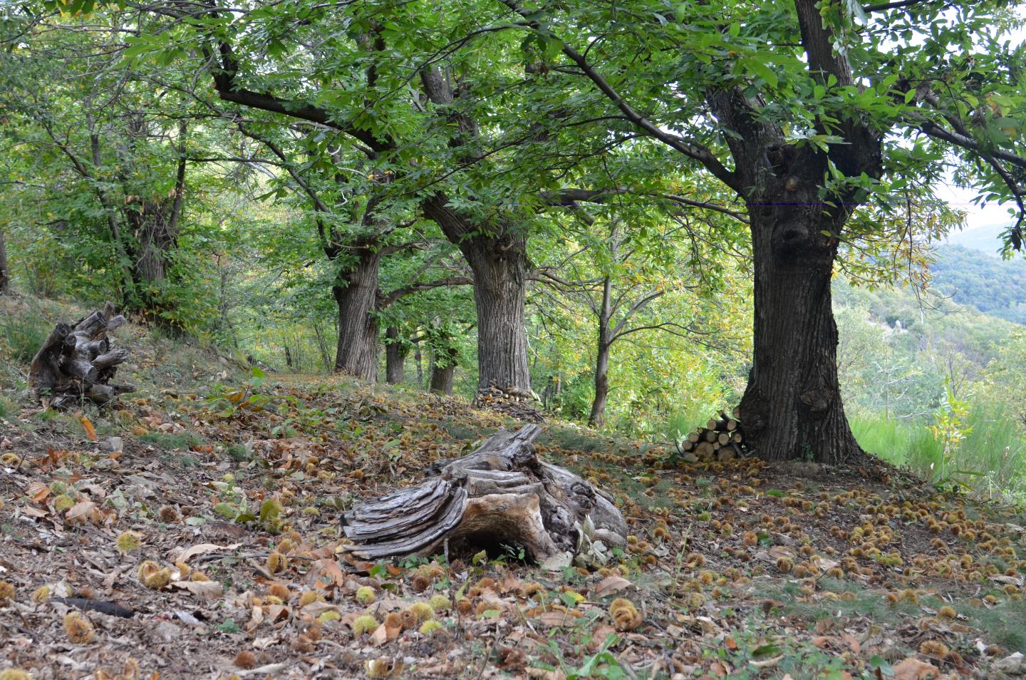 Logement GreenGo: Pour 5 à 8 personnes Bastide de pierre et bois en pleine Nature - Image 19