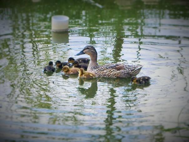  Haute-Garonne Haut-de-gamme