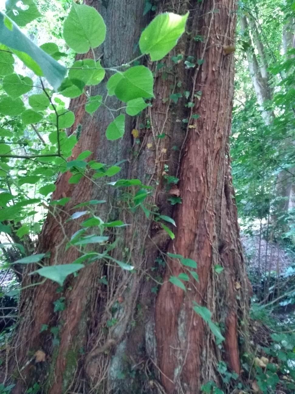 Hôte GreenGo: Le gite d'Albertine - Image 17