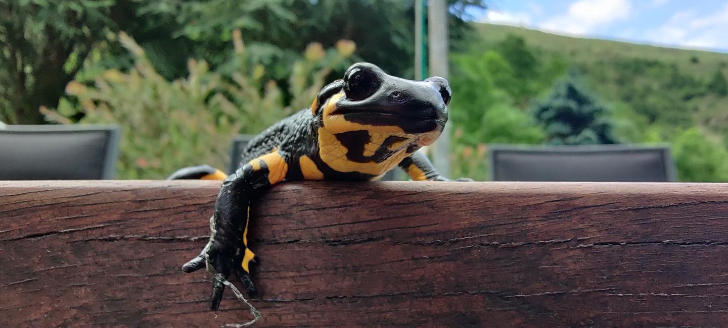 GreenGo location vacances écoresponsables