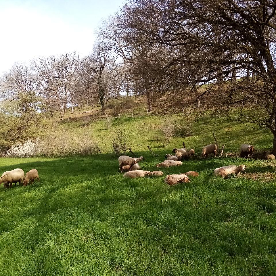 Hôte GreenGo: Gîte de la ferme du Breil - Image 24