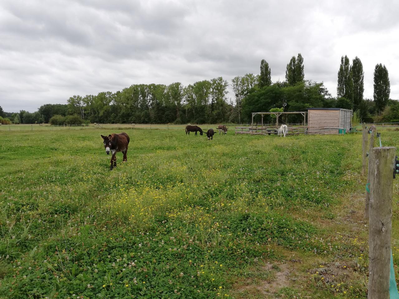 Logement GreenGo: La Cab'Âne de Medeina - Image 16