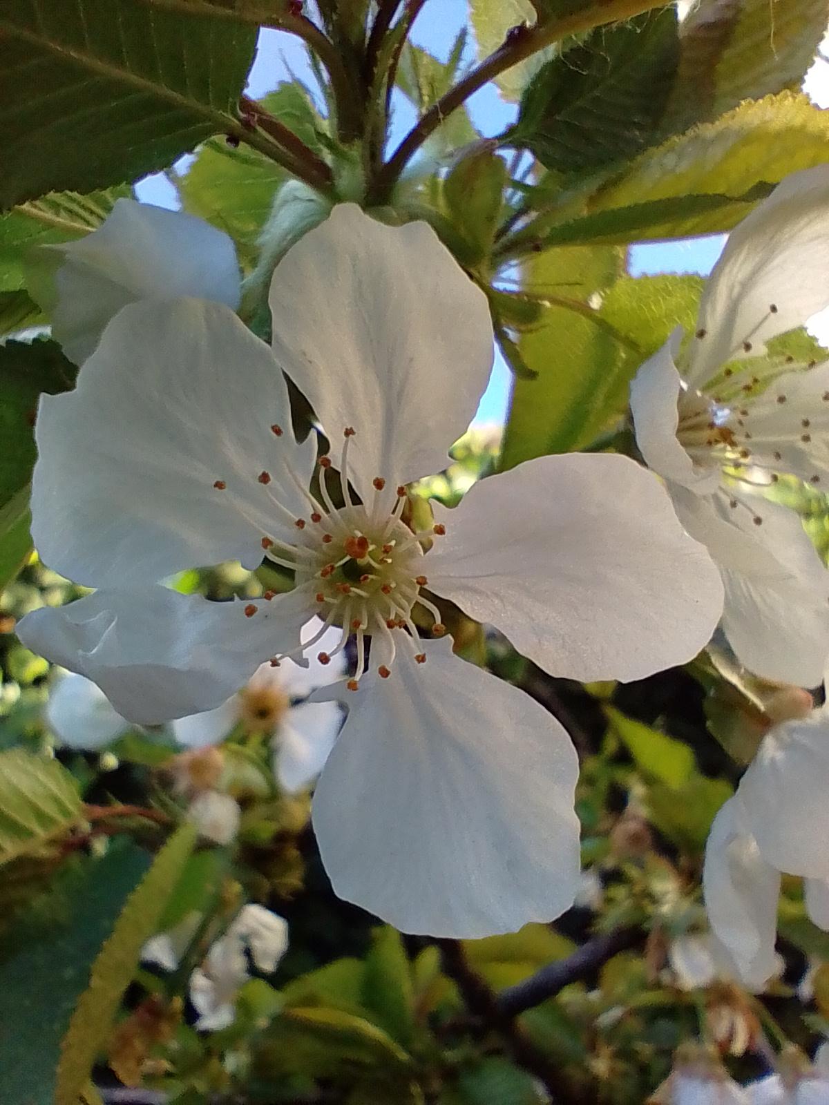 GreenGo Le jardin de Brienne
