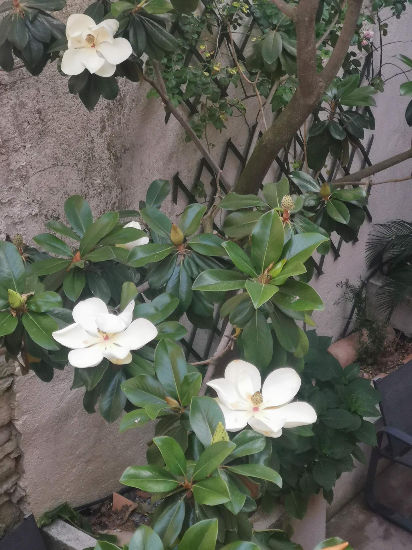 Studio Magnolia