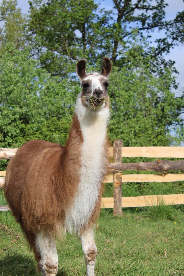 Logement GreenGo: Tente la Belle Tourangelle au milieu des chevaux et des lamas