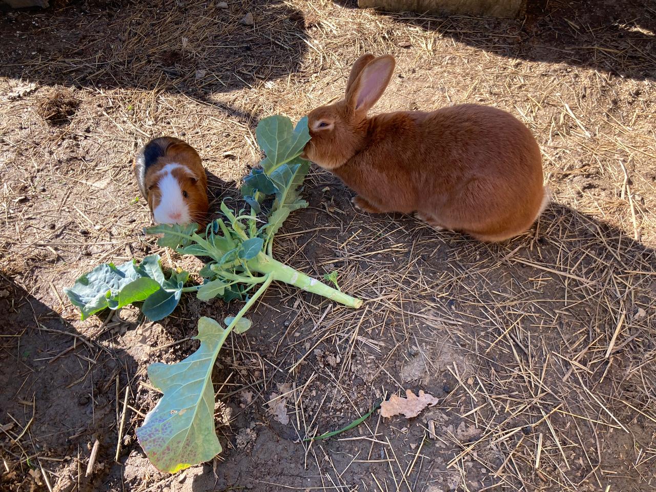 Carte cadeau GreenGo