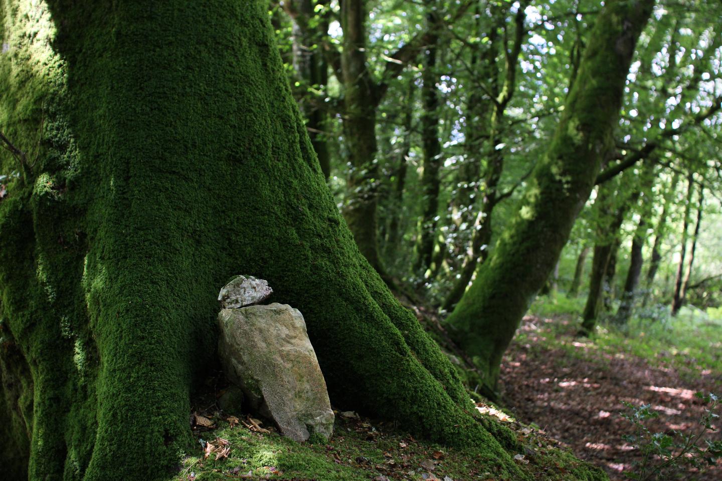 Hôte GreenGo: Chalet cosy en lisière de forêt - Image 15