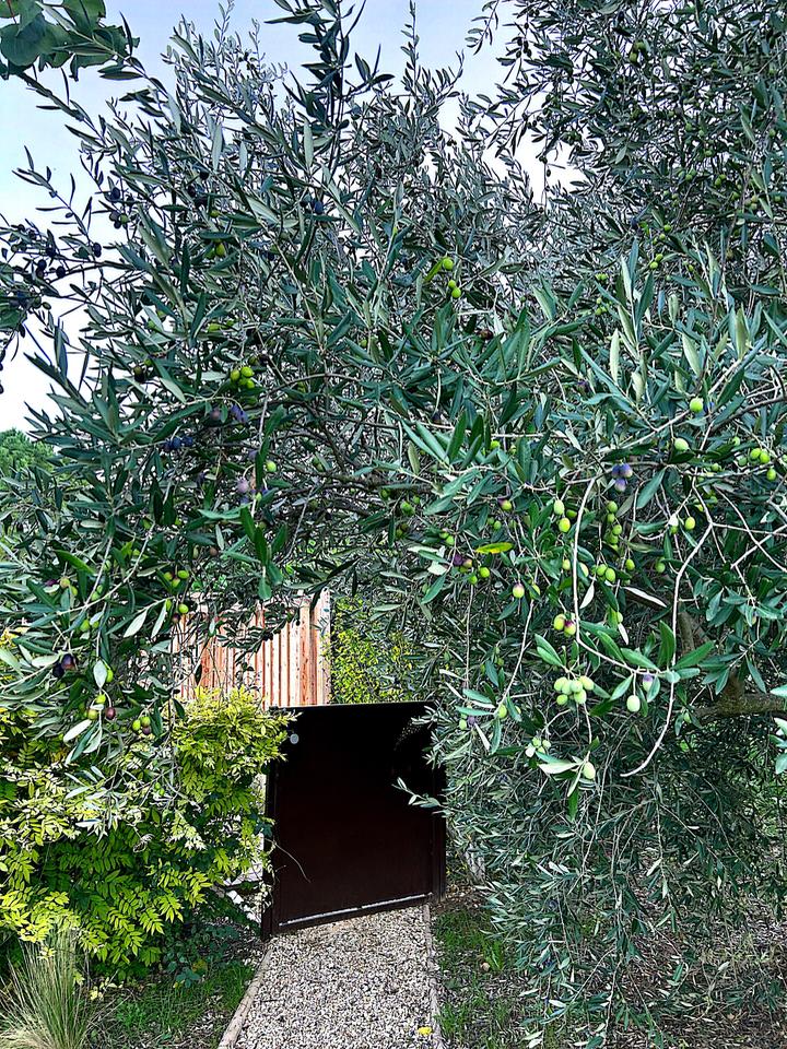 Logement GreenGo: Gîte "Les Bambous" , Sous les étoiles en Provence - Image 10