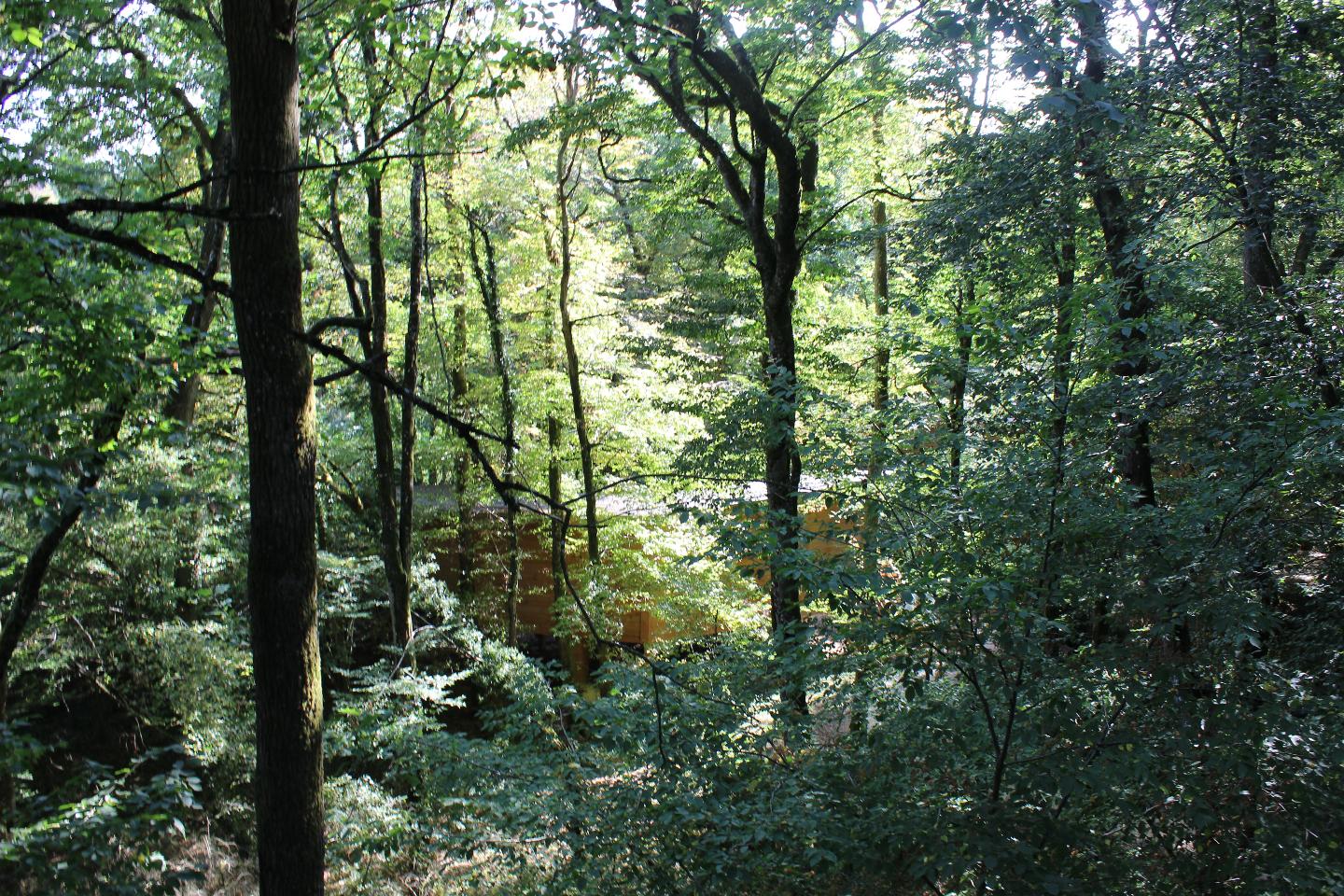 Logement GreenGo: Cabane de la canopée - Image 5