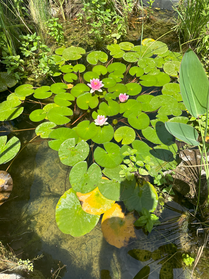 Logement GreenGo: Petit paradis provençal avec piscine écologique - Image 6