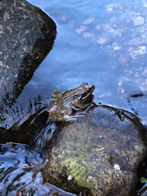 Hôte GreenGo: Gîte en Lodevois Larzac - Image 22