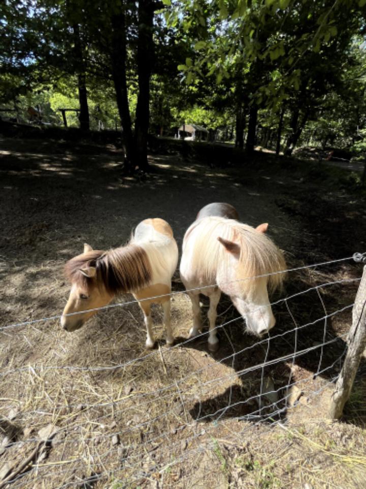 Lozère En forêt