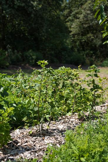Hôte GreenGo: Hameau rénové en forêt de Sologne et son jardin nourricier - Image 30