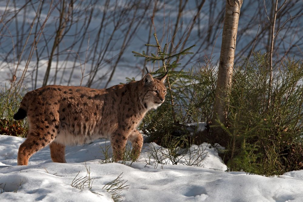 Hôte GreenGo: Les Airelles - Le Lynx - Image 19