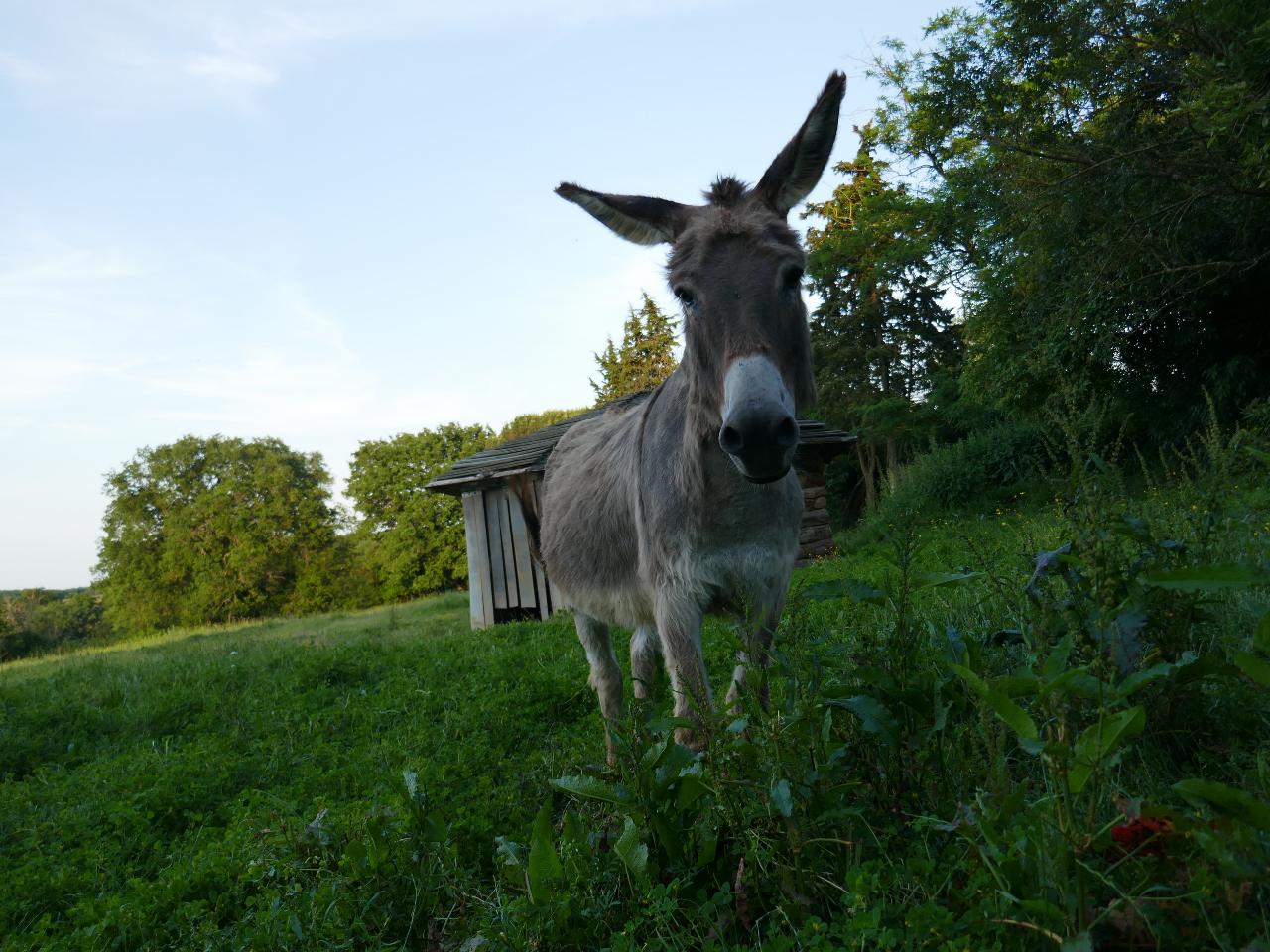 Hôte GreenGo: Aux nuits insolites d'Argoumbat - Image 32