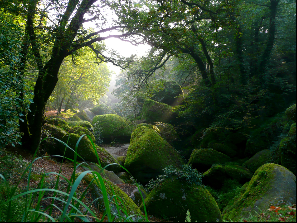 Hôte GreenGo: Ecolodge des Monts d'Arrée et spa en pleine forêt - Image 22