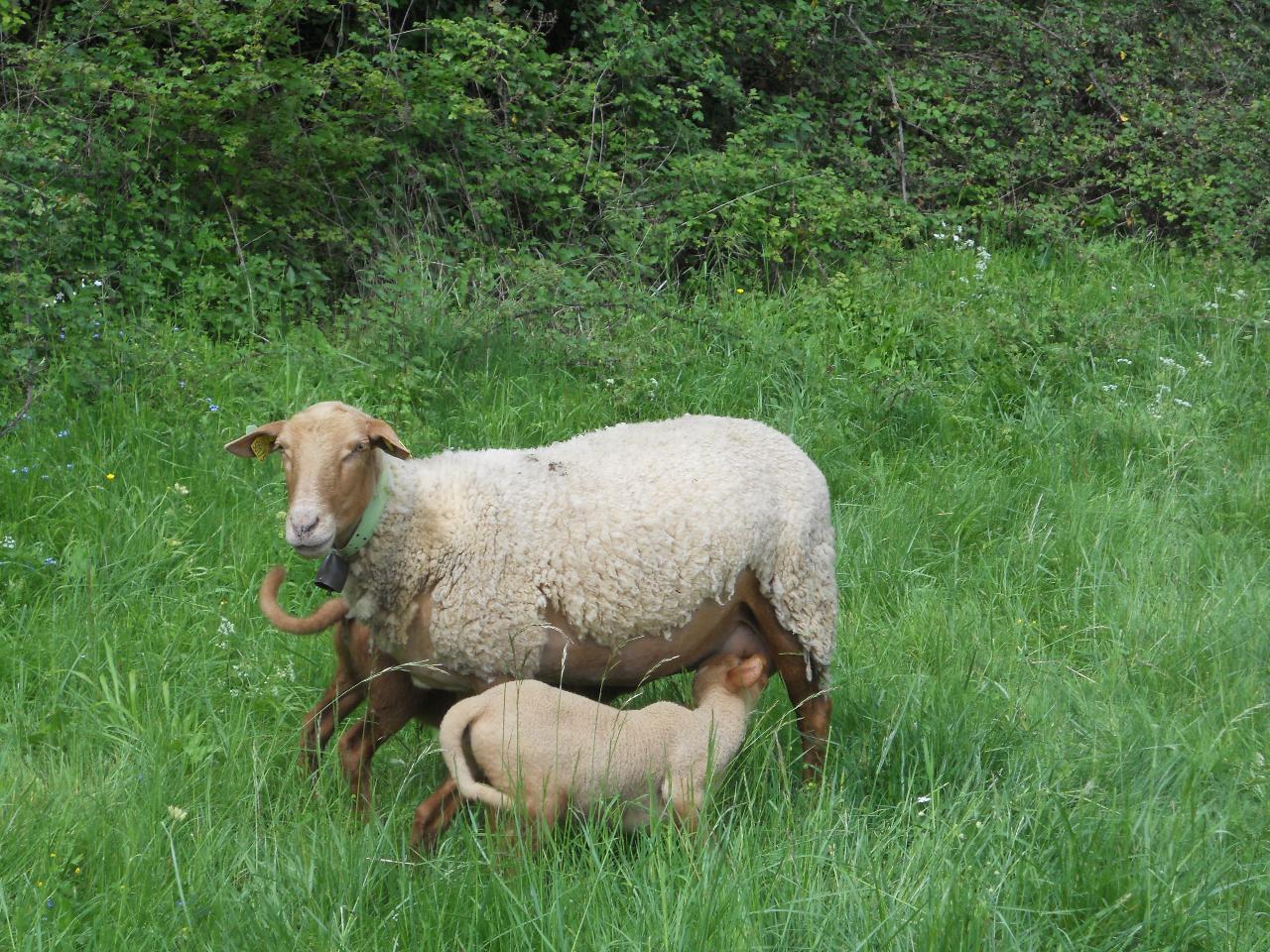 Hôte GreenGo: Gîte de la ferme du Breil - Image 23