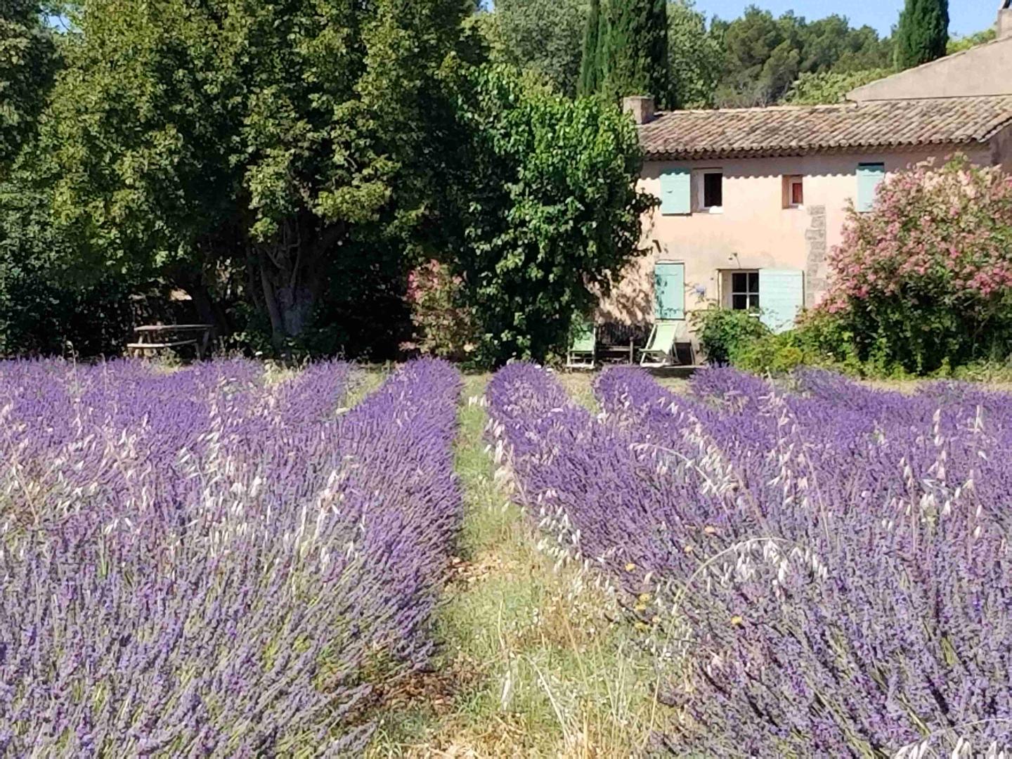 Logement GreenGo: Maison de Rosalie