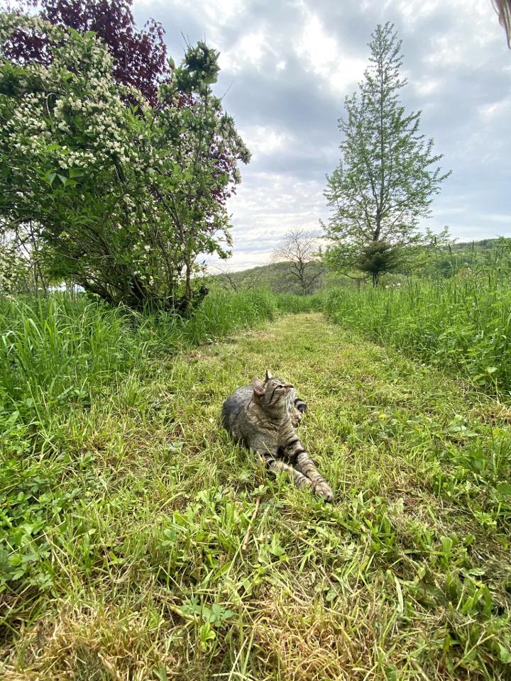 Hôte GreenGo: La Colline aux Licornes - Image 23