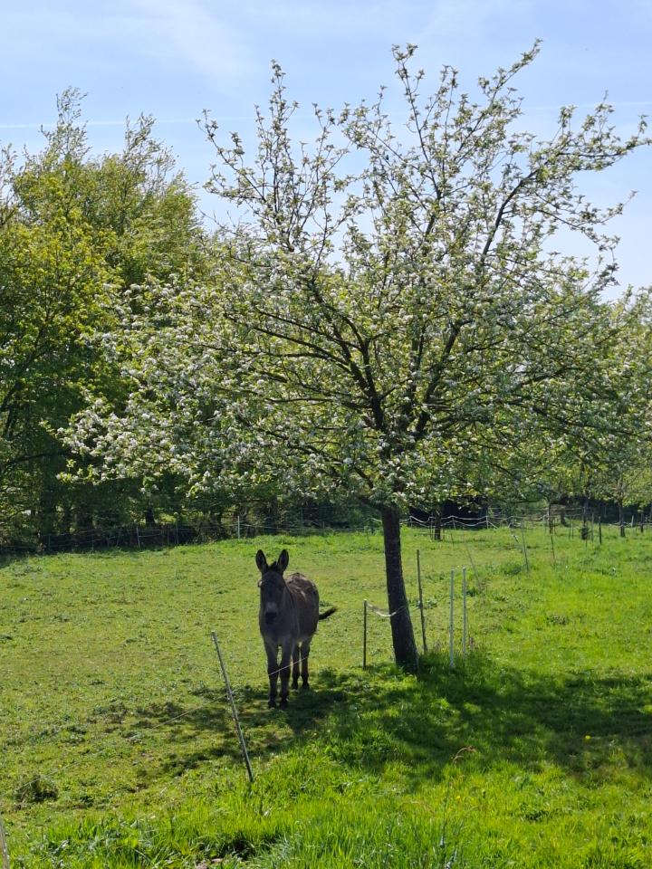 GreenGo Gîte Normandie À la campagne