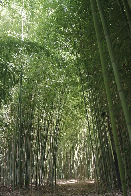 Hôte GreenGo: Le gîte des bambous - Image 17