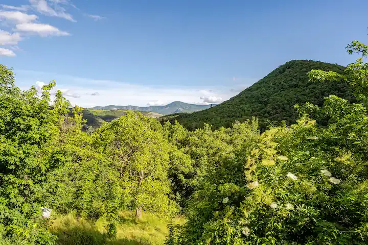  Hautes-Alpes En forêt