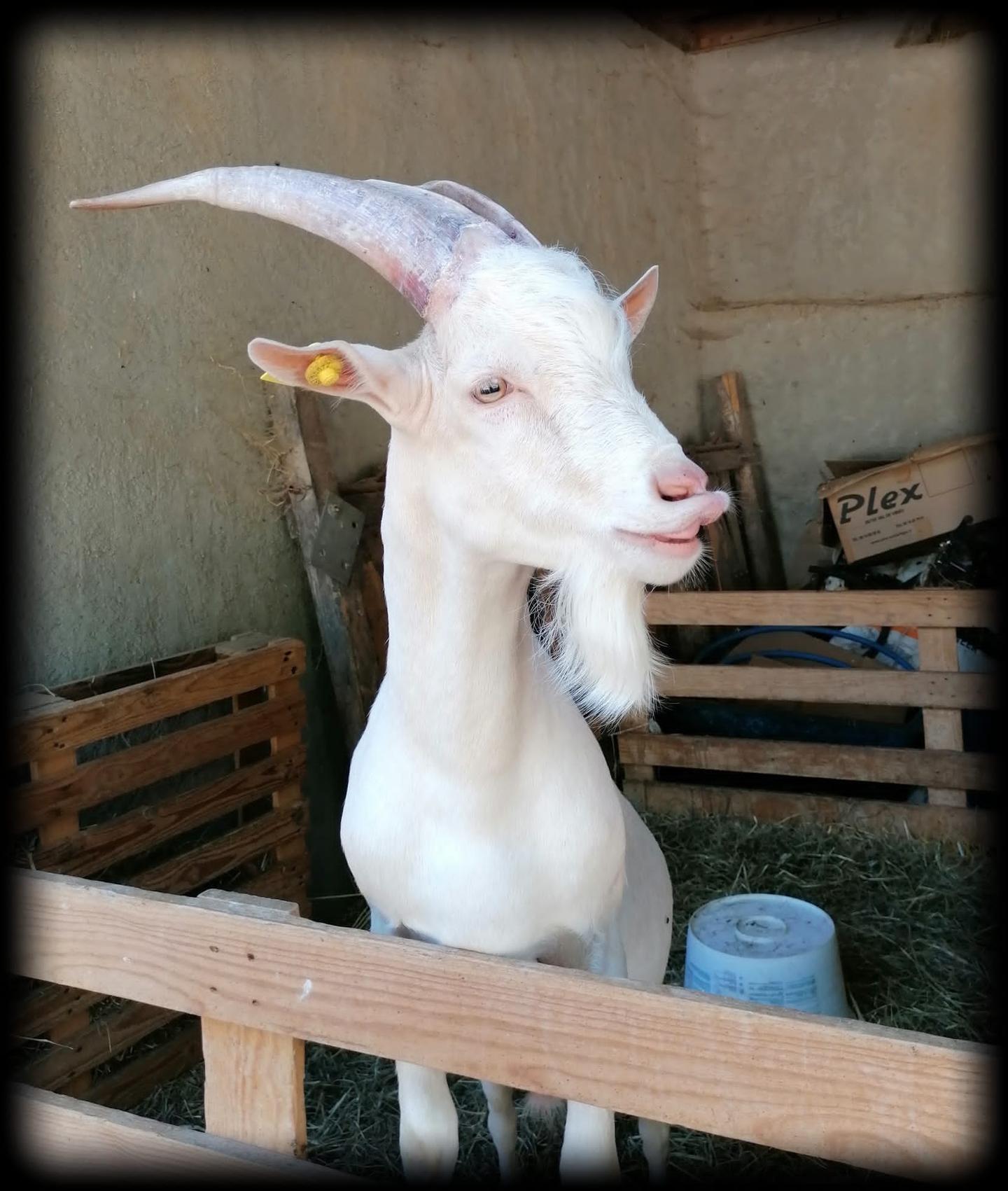 orderedImageAlt_ha_default