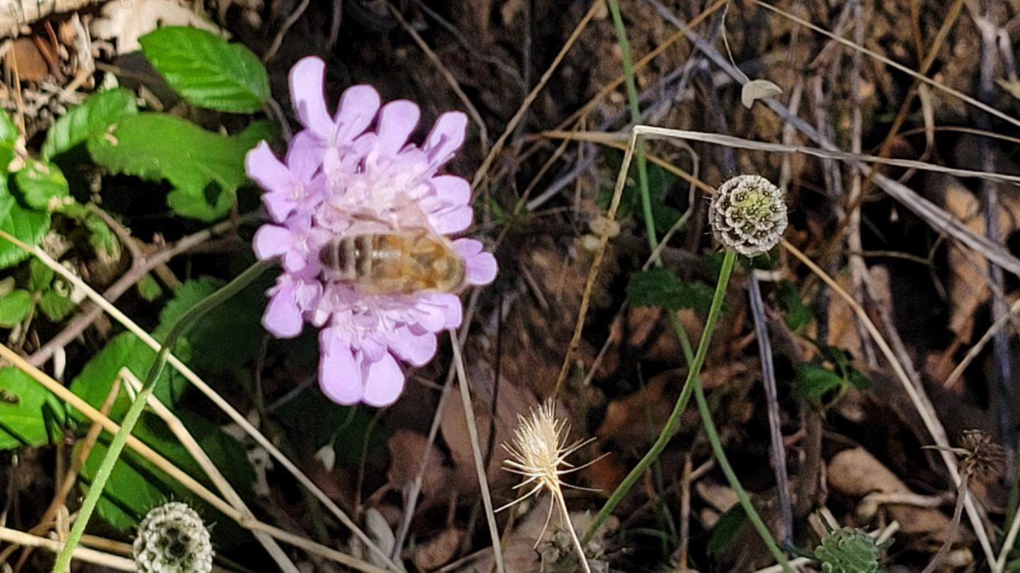 orderedImageAlt_ha_default