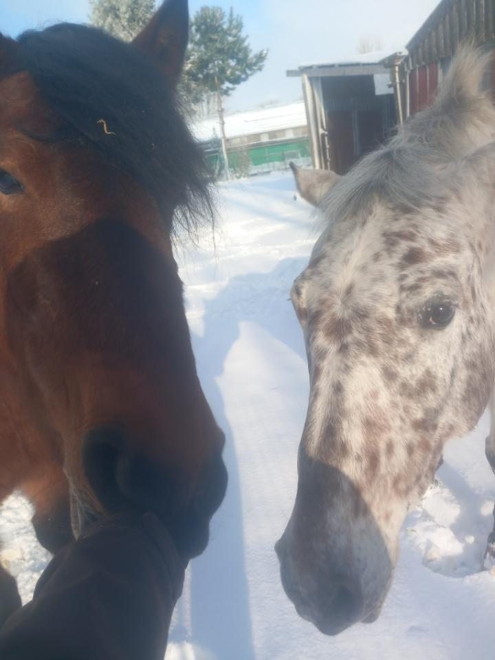 orderedImageAlt_ha_default