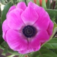 orderedImageAlt_ha_default