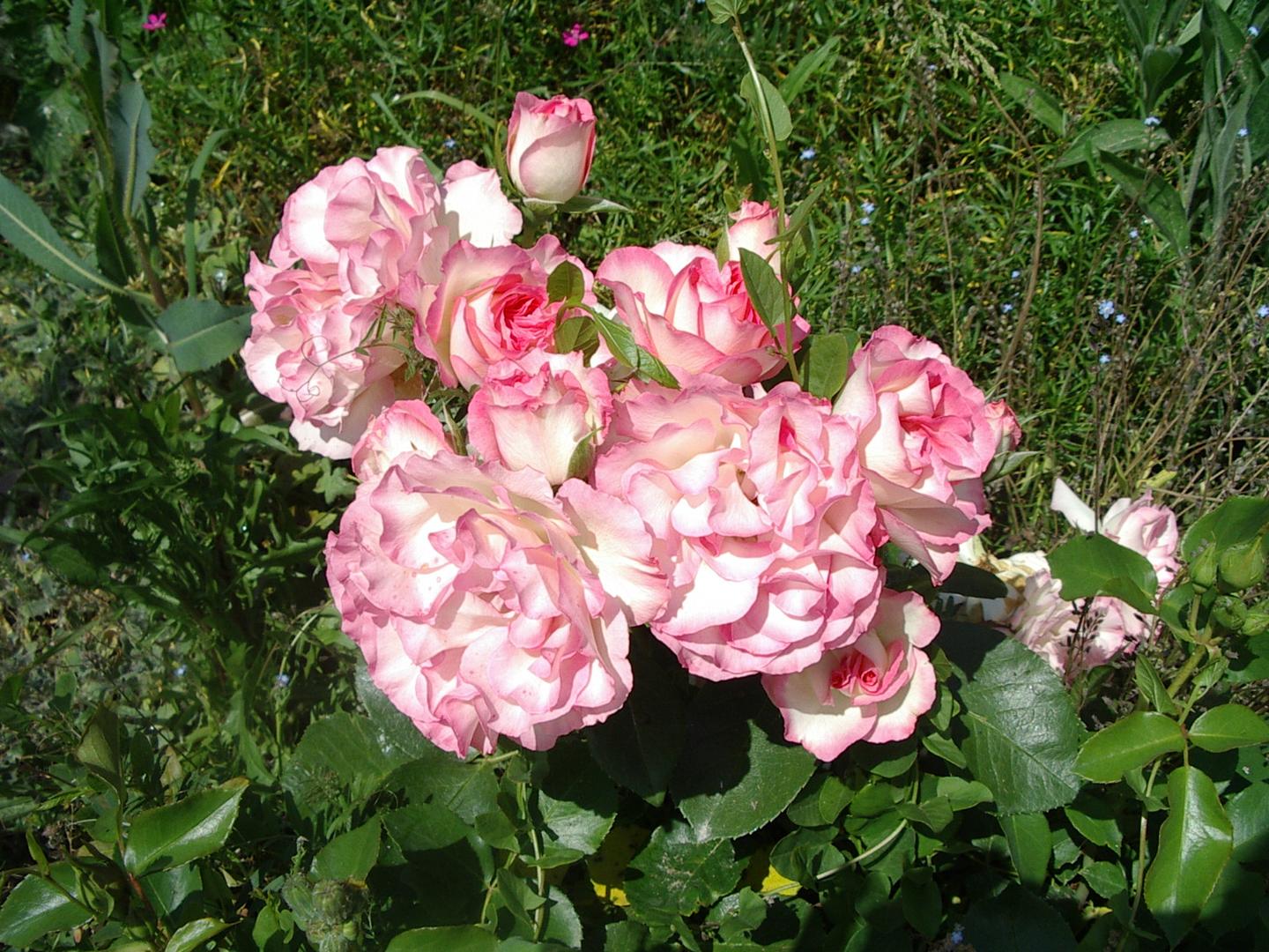 orderedImageAlt_ha_default