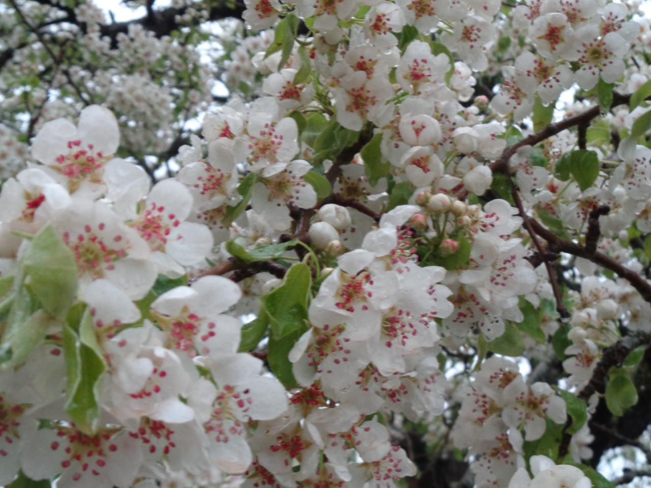 orderedImageAlt_ha_default