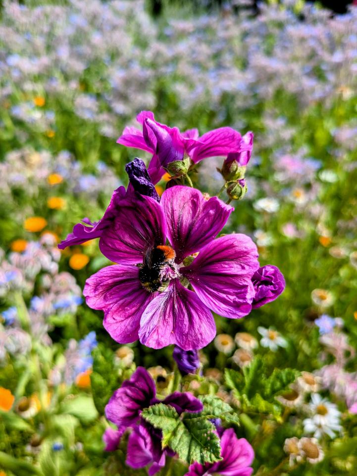 orderedImageAlt_ha_default
