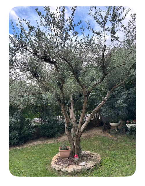 orderedImageAlt_ha_default